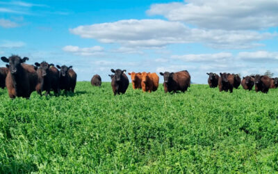 Invernada con precios en alza: ¿Estacionalidad, cobertura o posicionamiento estratégico?