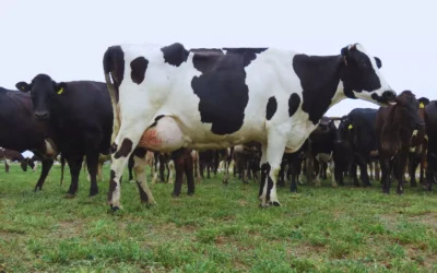 Un logro científico: Avanzan en el desarrollo de una vacuna para prevenir la mastitis bovina