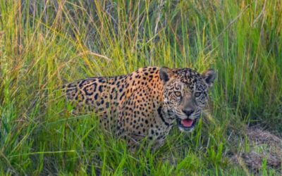 Buscan salvar al yaguareté restaurando ecosistemas sudamericanos