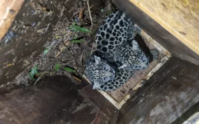 Rescatan a una yaguareté junto a sus crías en Misiones: había perdido un ojo y no podía cazar