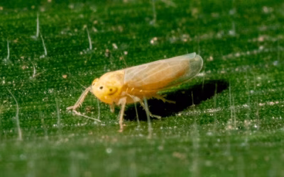 La chicharrita sigue ausente en el maíz pese al adelanto de la siembra, pero debe seguirse con el monitoreo