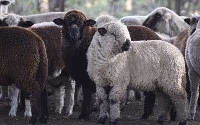 La carne ovina argentina gana terreno en Europa y vuelve a ingresar a Chile
