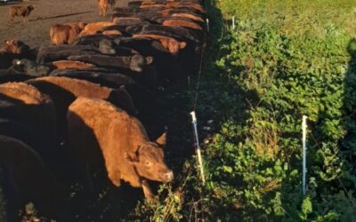 Más de 2600 kilos de carne por hectárea, a bajo costo y con poca superficie