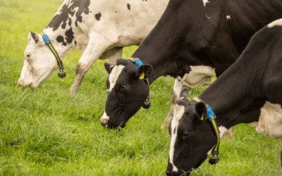 La industria ganadera pierde 18 mil millones por no implementar estrategias sanitarias preventivas