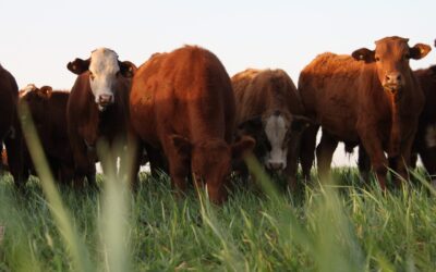 La digitalización como motor de democratización del agro