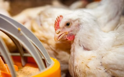 La Argentina reactiva las exportaciones de productos avícolas luego de superar un brote de influenza en PBA