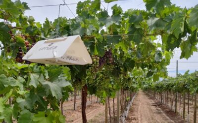 Inician fiscalización del SMR que permite mover vid sin tratamiento cuarentenario