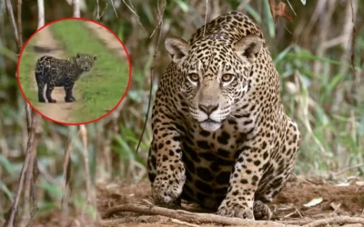 Crece la población de yaguaretés y los avistajes son cada vez más frecuentes en Corrientes