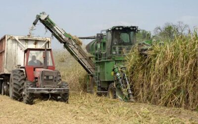 El azúcar, motor y orgullo de Tucumán: una historia que sigue en marcha