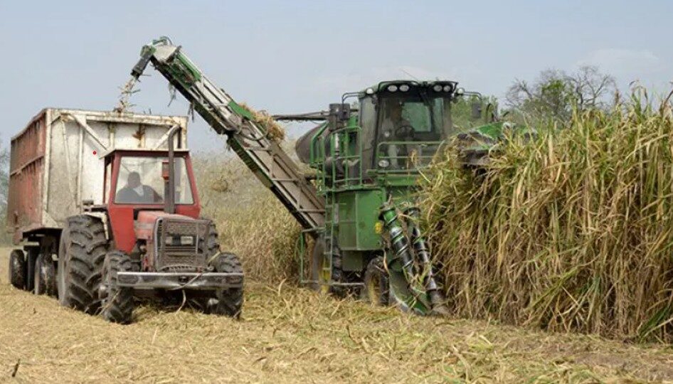 El azúcar, motor y orgullo de Tucumán: una historia que sigue en marcha