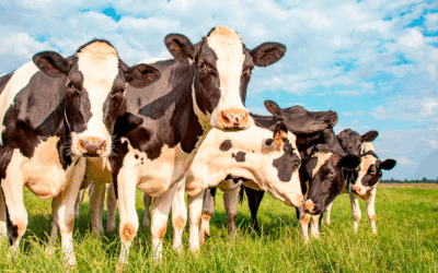 La sarna bovina vuelve a la carga y la bioseguridad ocupa un rol central