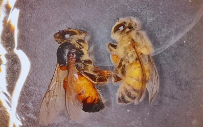 Desarrollan una herramienta biotecnológica para proteger las abejas