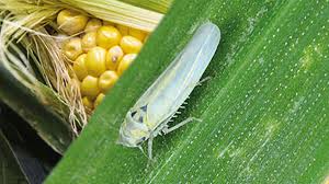 Recomendaciones para mejorar el manejo integrado de plagas en cultivos