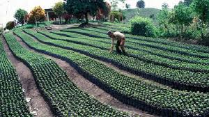La FAO impulsa una histórica alianza financiera para transformar el campo en América Latina y el Caribe