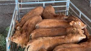 Se puso en marcha la mayor granja porcina del centro de Córdoba