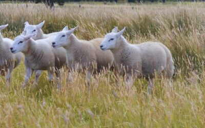 Manejo ovino: claves para un trabajo eficiente