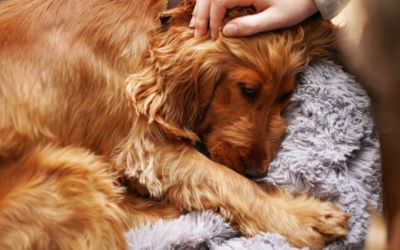Una perspectiva católica sobre la eutanasia para mascotas