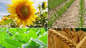 La actividad de la cadena agropecuaria creció 4% en un año