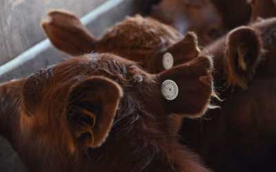 A partir de 2026, regirá en Argentina el nuevo Sistema de Identificación Electrónica de Animales