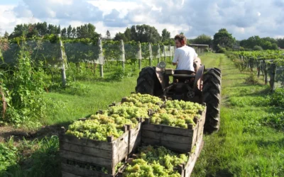 Luis Caputo habilita a empresas a solicitar online la apertura de mercados a productos agroindustriales