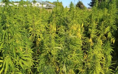 Apuestan al cáñamo y sus bondades como grano, fibra y biomasa