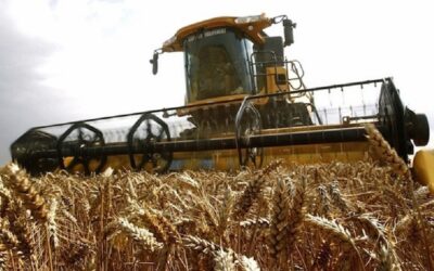 Rindes que rompen techos: el trigo empuja una campaña excepcional y los cultivos de verano consolidan su potencial