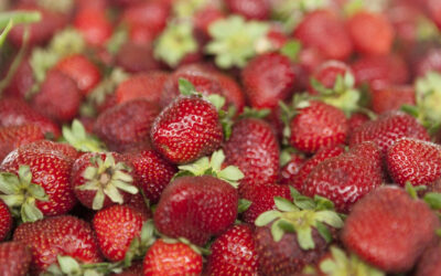 Argentina actualiza su reglamento sobre calidad de la frutilla de acuerdo con el Mercosur