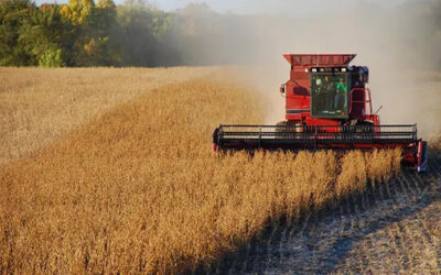 ¿Barrera u oportunidad?: Desde diciembre la UE sólo importará soja proveniente de lotes libres de desmonte