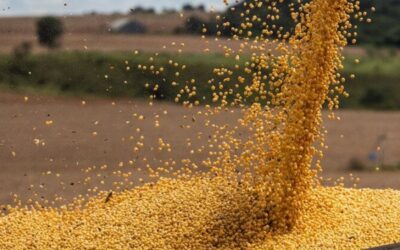 ¿Por qué motivo la recuperación de los valores FOB de la soja argentina apenas se reflejó en el mercado interno?