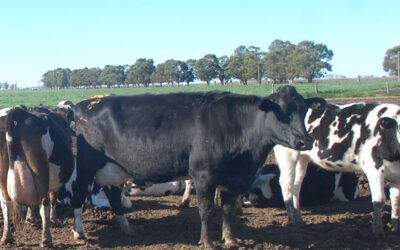 Avances hacia el control de la tuberculosis bovina