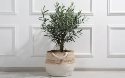 ¿Por qué es buena idea plantar un árbol de olivo en casa?