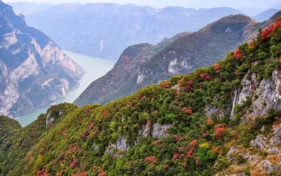 El “Oro Rojo” de China: hoja de otoño, tradición que otorga réditos