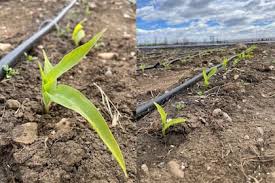 Revolucionario: sembraron maíz en Santa Cruz y hay fuerte expectativa por una ventaja única