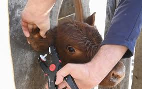 Desafío: que el Controlador Electrónico de Faena efectivamente entre en funciones en 2026