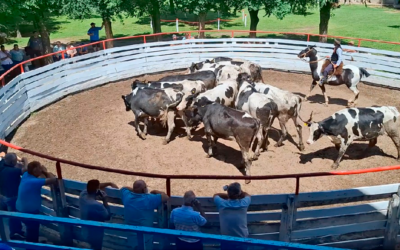 La vaquillona de tambo cierra 2025 con precios firmes