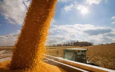 Mercado de granos: recomiendan actuar con cautela para ponderar todos los factores en juego