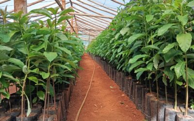 Palta: Llegó para superar una crisis de la producción citrícola y hoy revoluciona a la provincia de Misiones