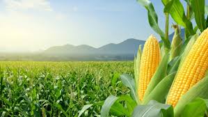 Las proyecciones de maíz temprano le marcan el pulso a la logística 2026