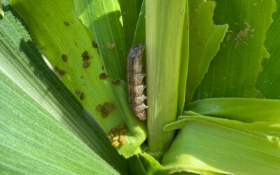 Daños de cogollero en maíces Bt: pérdida de eficacia que exige reforzar el manejo