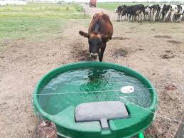 Verano ganadero: Claves concretas para mejorar el uso del agua y la productividad