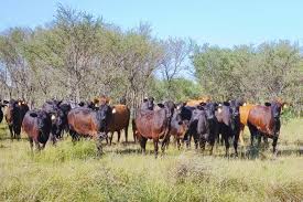 La revolución silenciosa de la ganadería argentina: regenerar los suelos para producir más y mejor