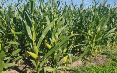 El trimestre marcará contrastes: lluvias irregulares y calor persistente en gran parte del país