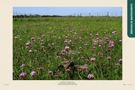 Ganadería regenerativa: producir más cuidando el suelo y la biodiversidad