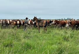 Pastizales vivos: la base productiva que el manejo inteligente potencia