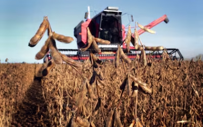 Momento clave: lo que viene para los precios internacionales de los granos