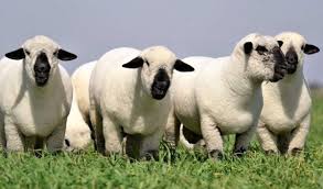 Un mensaje de esperanza y futuro para la producción ovina en Argentina