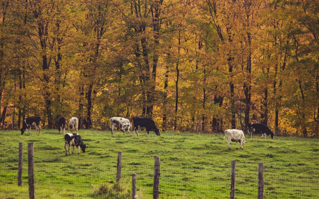 Ley Europea Libre de Deforestación: ¿Cuál será su impacto en la ganadería argentina?