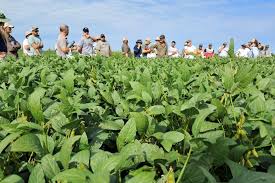 En Entre Ríos gana superficie la soja de segunda