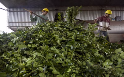 Productores de yerba mate exigen la emergencia del sector y alivio impositivo ante la crisis