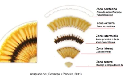 La salud del suelo, clave para recuperar la productividad arrocera en el río Zulia